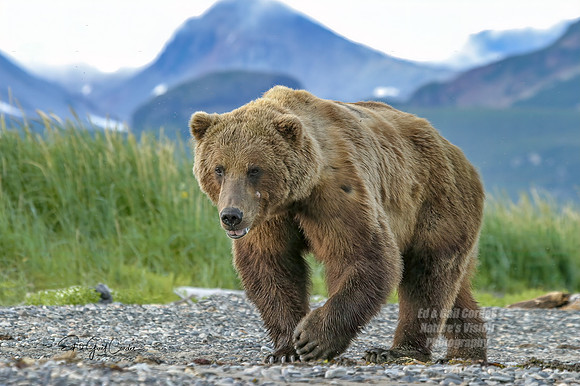 Alaska 2004-6715_output Crop