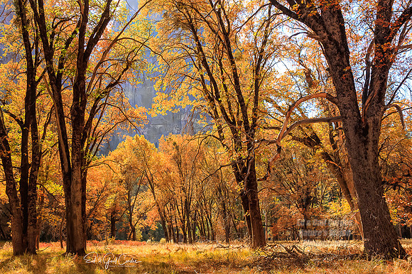 Yosemite Sequoia 2008-7819 A
