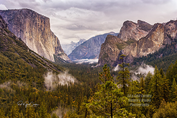 Yosemite Sequoia 2008-8079