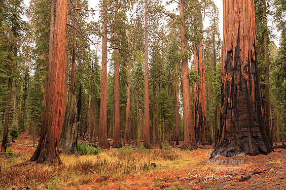 Yosemite Sequoia 2008-8155
