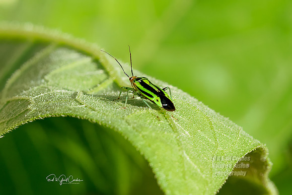 R5 2023-07-21-7185-Edit