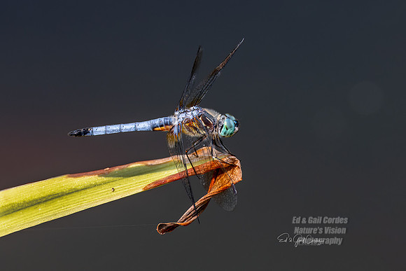 R5 2023-07-21-7189-Edit