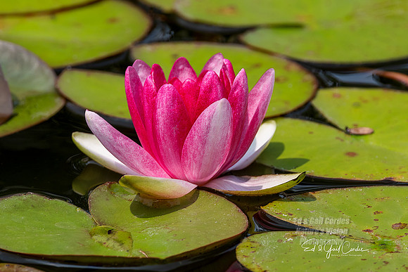 R5 2023-07-21-7188-Edit