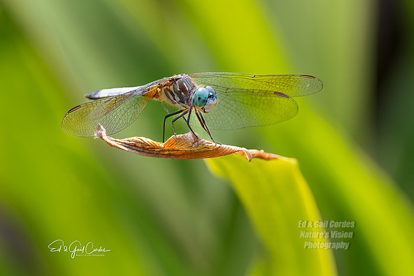 R5 2023-07-21-7191-Edit