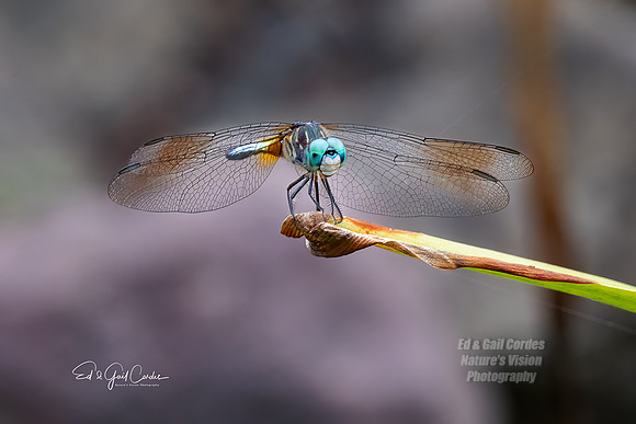 R5 2023-07-21-7194-Edit