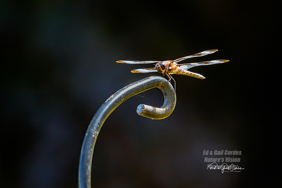 7D2G 2019-07-31-7023