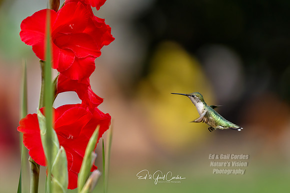 7D2G 2019-08-24-7278