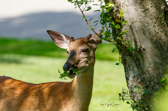7D2E 2021-07-06-8192-Edit