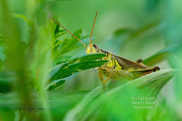 7D2E 2021-07-25-8290-Edit