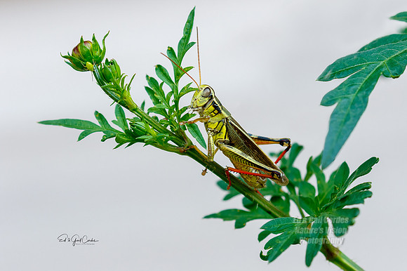 7D2E 2021-07-25-8311-Edit