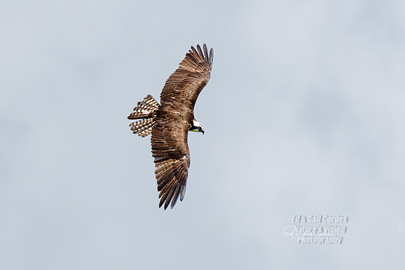 7D2E 2021-07-30-8488-Edit