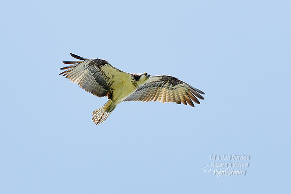 7D2E 2021-07-30-8521-Edit