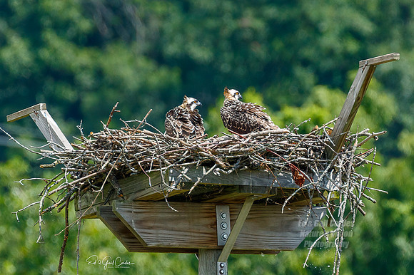 7D2E 2021-07-30-8542-Edit