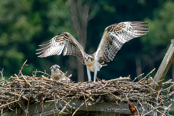 7D2E 2021-07-31-8608-Edit