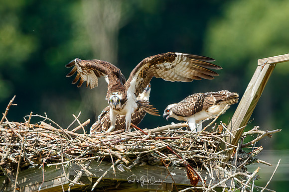 7D2E 2021-07-31-8736-Edit