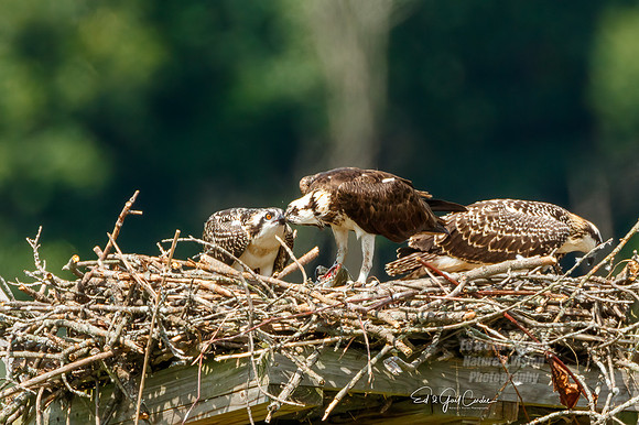 7D2E 2021-07-31-8766-Edit