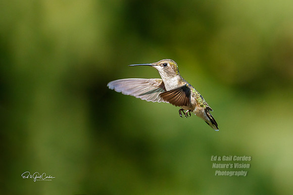 7D2E 2021-08-10-8817-Edit