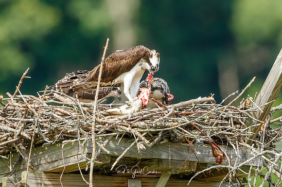 7D2E 2021-07-31-8803-Edit