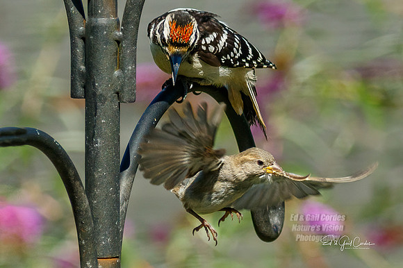 7D2E 2021-08-10-8830-Edit A