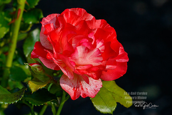7D2E 2021-08-10-8856-Edit