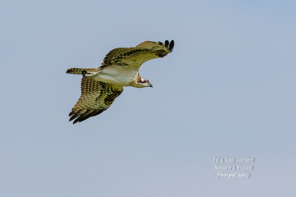 7D2E 2021-08-10-8927-Edit