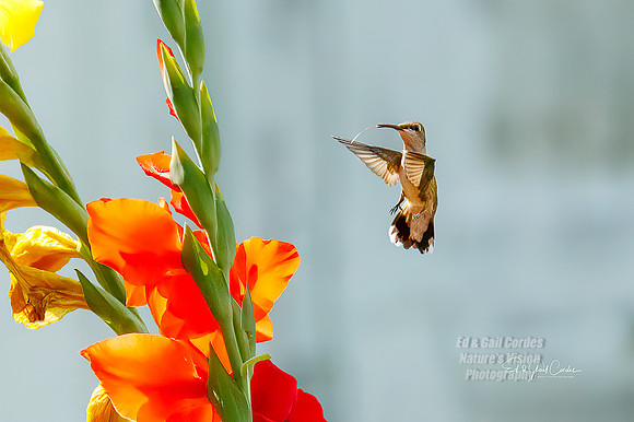 7D2E 2021-08-19-9035-Edit