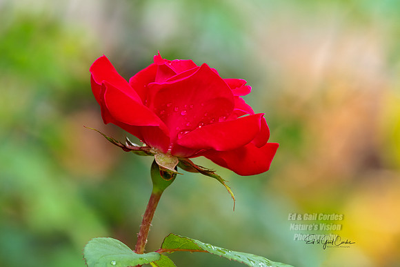 R5 2021-07-06-7210-Edit