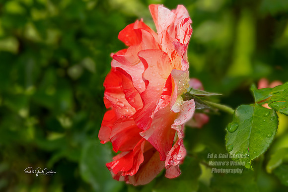 R5 2021-07-06-7214-Edit