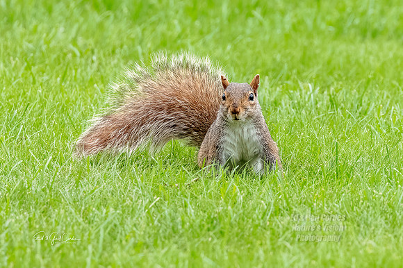 R5 2021-07-17-7415-Edit