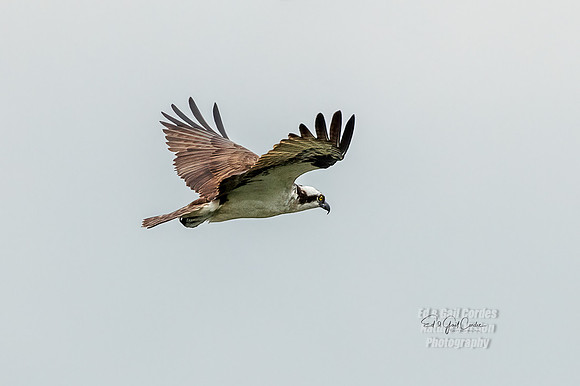 R5 2021-07-28-7630-Edit