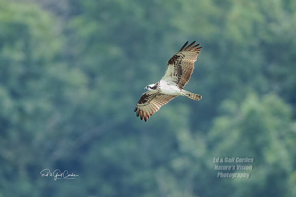 R5 2021-07-30-7924-Edit