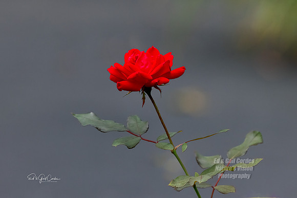 R5 2021-09-15-8291-Edit