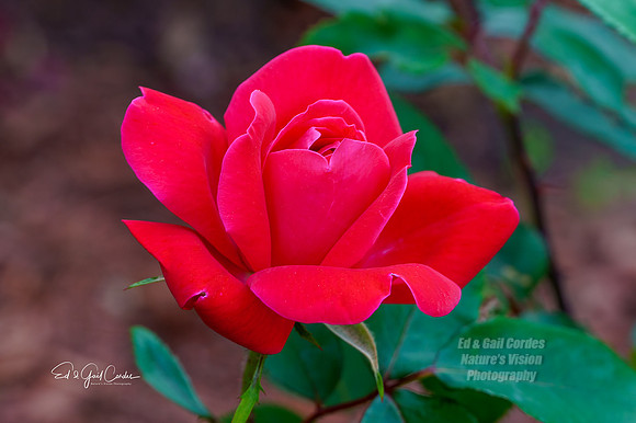 Sony 2021-06-17-4413-Edit