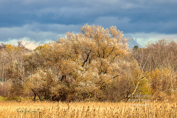 R5 2021-11-19-8917-Edit