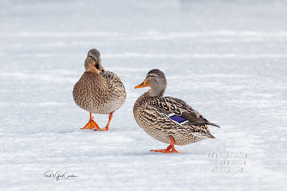 R5 2022-01-19-0052-Edit