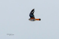 7D2E 2022-01-12-9855-Edit