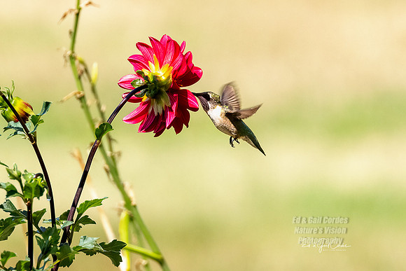 R5 2022-08-10-4034-Edit