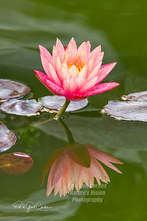 7D 2013-07-21-1154