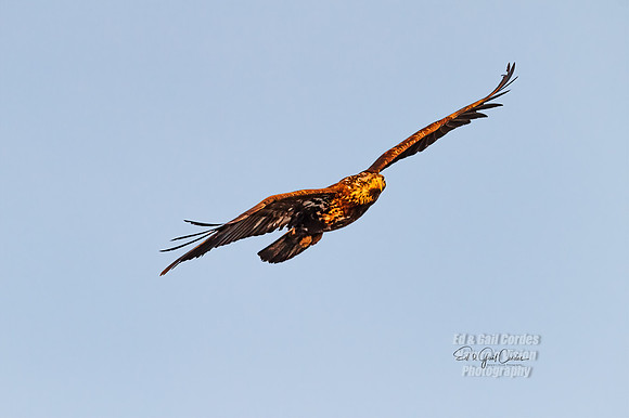 7D 2014-06-11-6038
