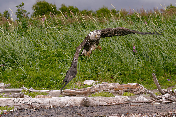 Alaska 2004-6949_output