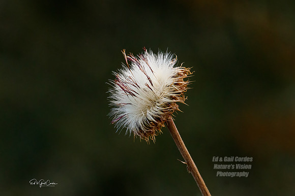 7D2G 2020-09-22-2691