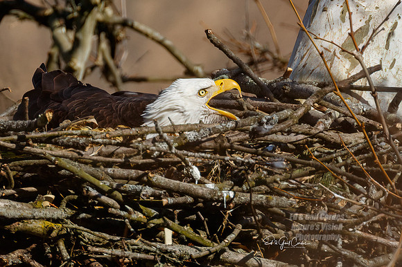 7D2E 2022-03-06-0838-Edit