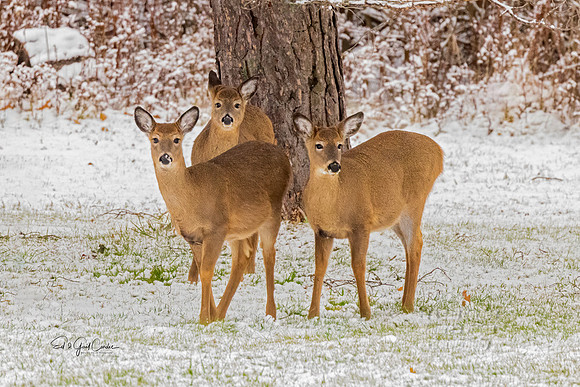 R5 2020-12-14-4124 A