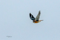 7D2E 2022-01-12-9857-Edit