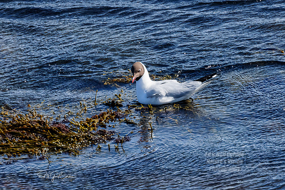 R5 2022-05-13-3193-Edit