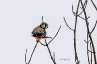 R5 2022-01-12-9823-Edit