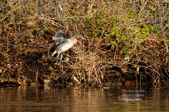 7D2E 2022-02-21-0585-Edit