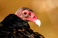 7D2E 2016-11-21-4916