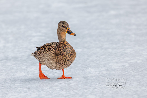 R5 2022-01-19-0074-Edit