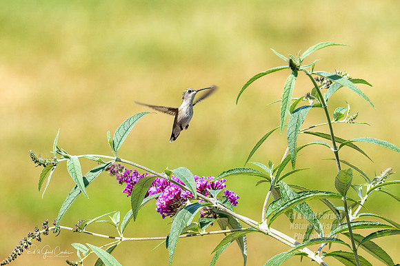 R7 2022-08-10-0361-Edit